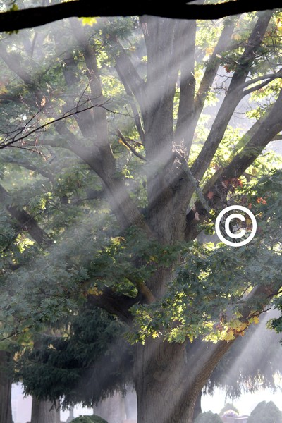 Rays of Light from the Sun!