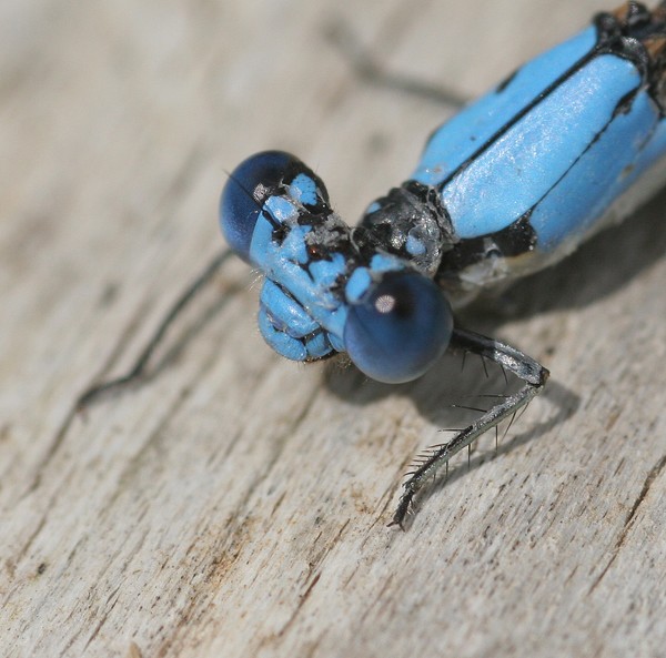 Curious Damselfly.