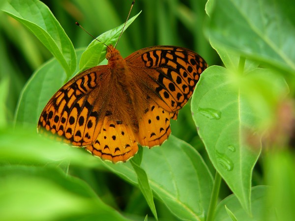 Butterfly