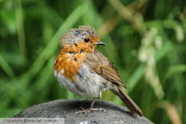 Ruffled Robin