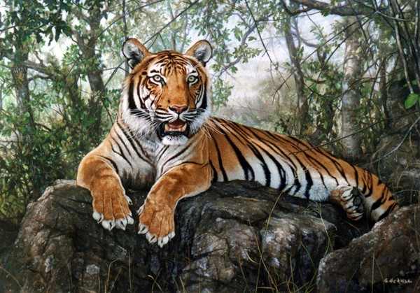 Resting among rocks