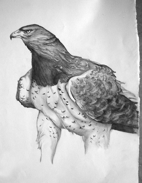 Pride of an Eagle