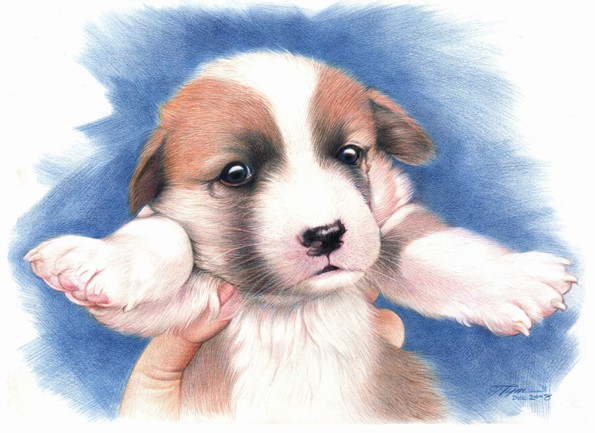 Cutie Puppy