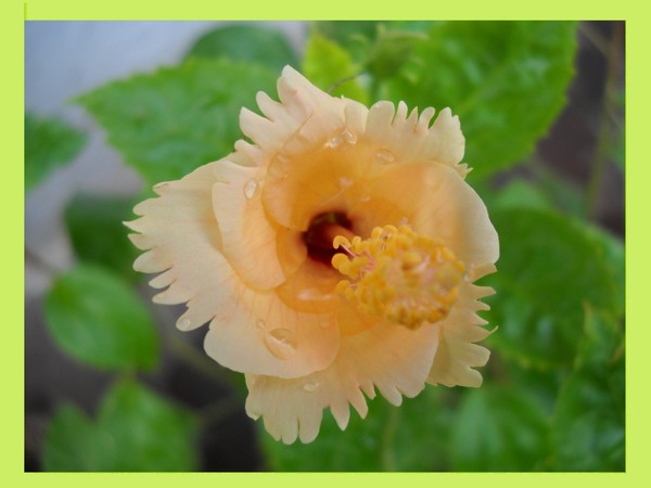 Garden Beauty