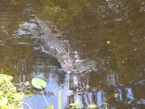 Alligator