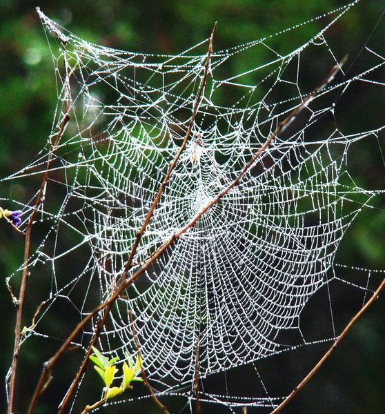 Spider Web