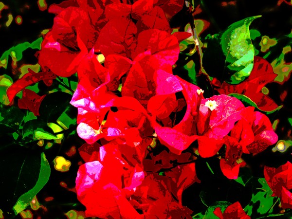 Red Flowers