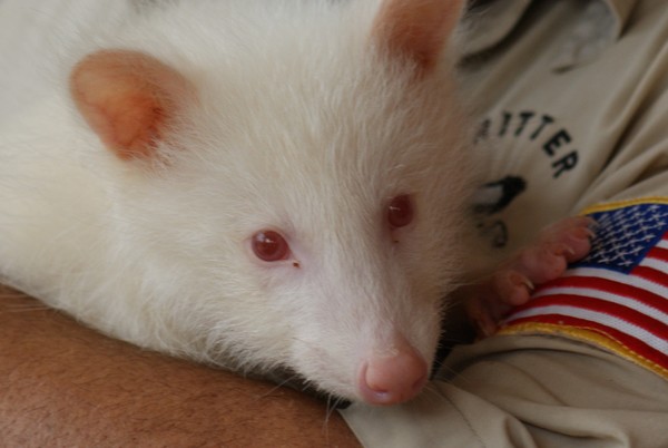 Albino Racoon