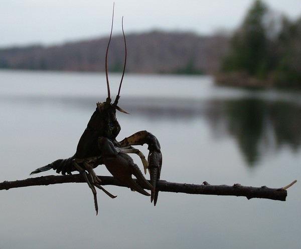 Crayfish on a Stick