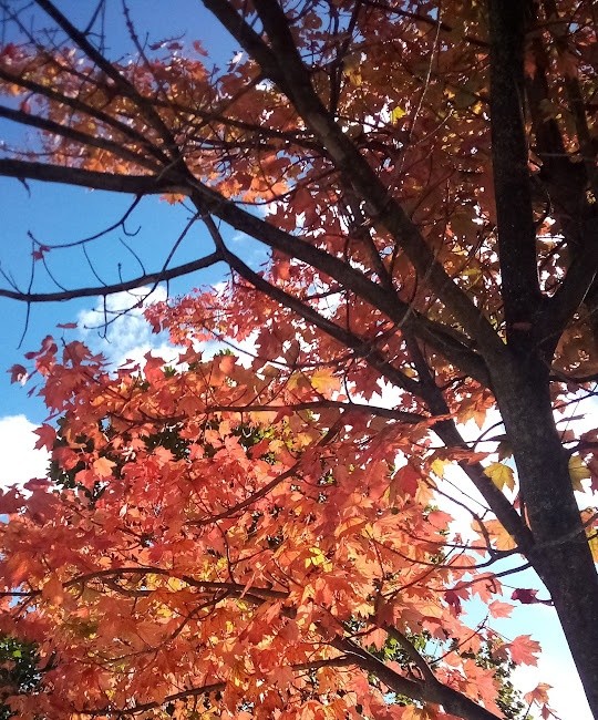 Autumn Arrives 2024 photo
