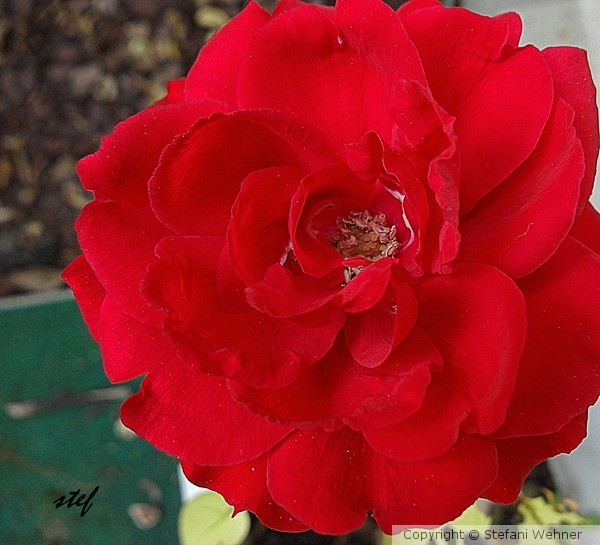 rose rouge