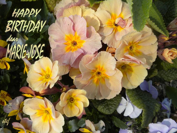 some little flowers for Marie-José