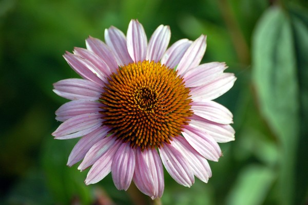 Lonely Flower