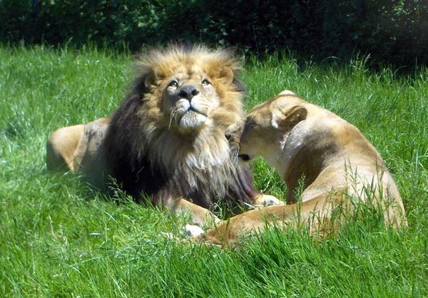 Pride