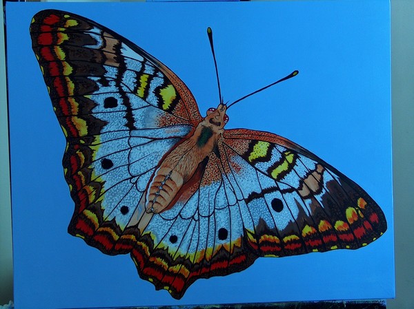 fl butterfly serise