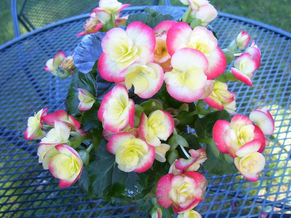 Begonias from my honey