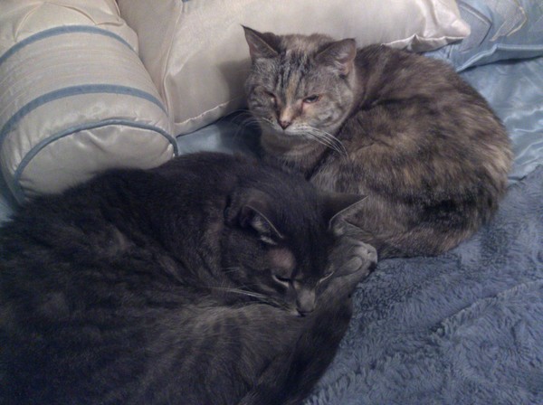 sugar and casey