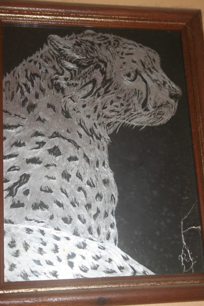 Cheetah
