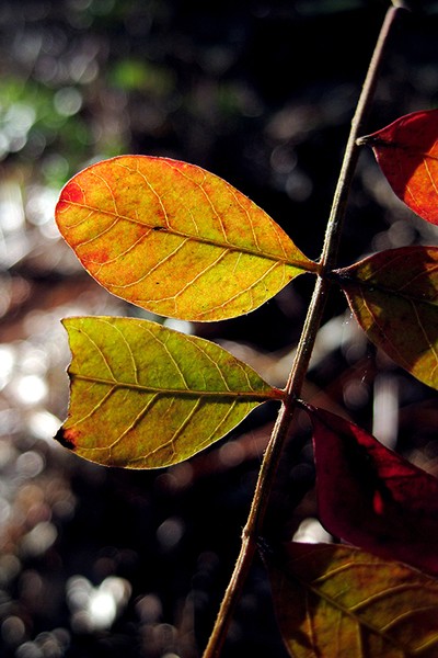 Forest Color