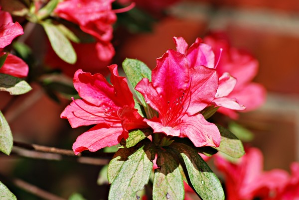Azalea