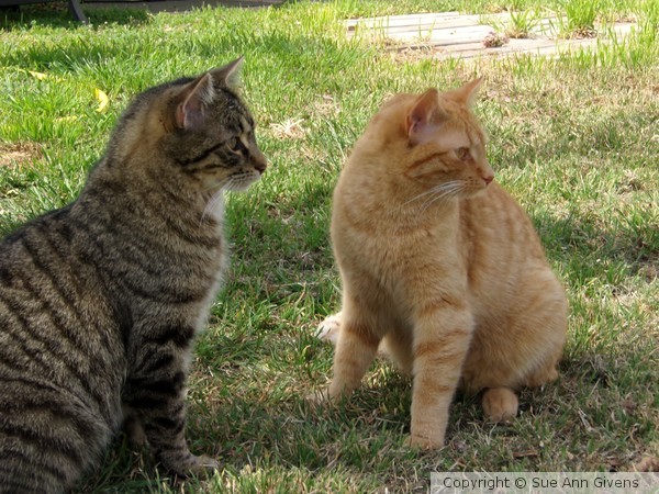 Tiger and Thor