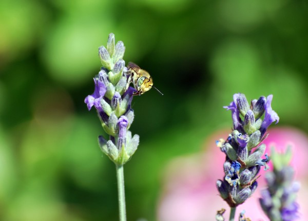 Nikon_06032009_3532