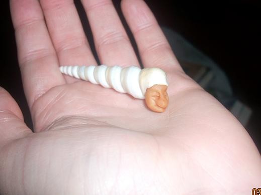 Seashell babies