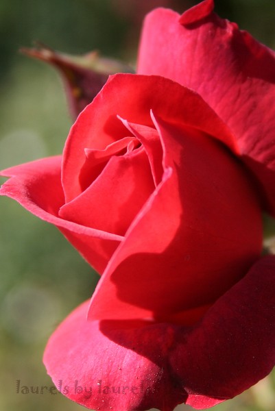 Sunlit Rose
