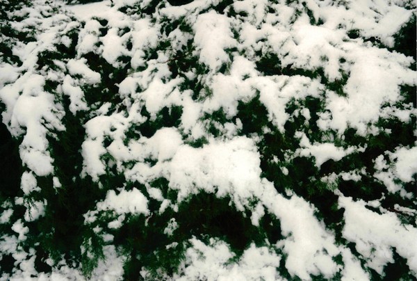 Snow Ball