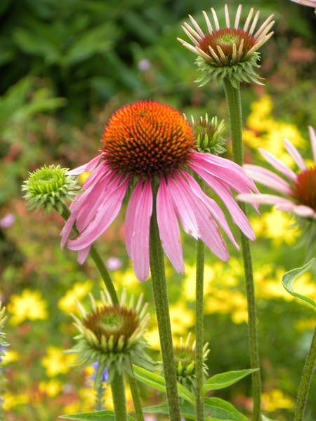 Pink Flower