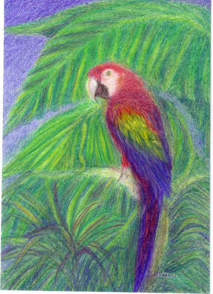RED MACAW