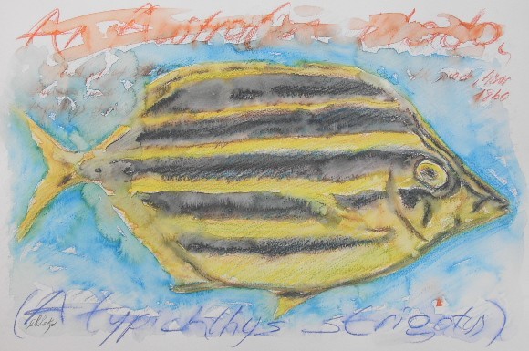 fish-WATERCOLORS,9
