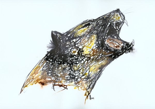 Wild Cat