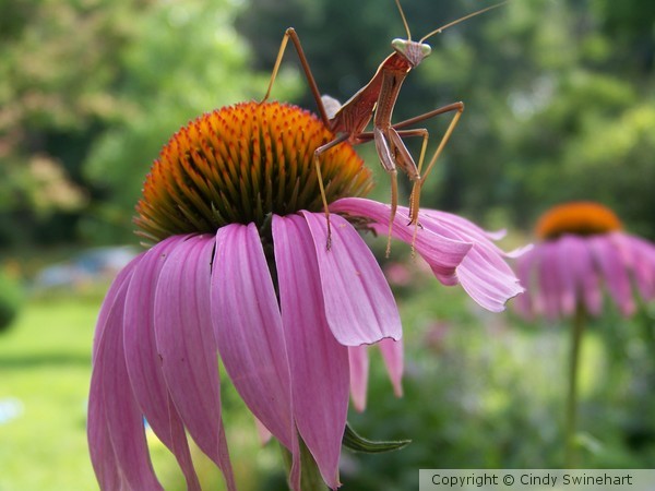 Praying Mantis