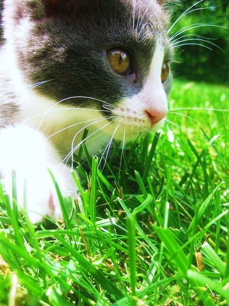 pounce