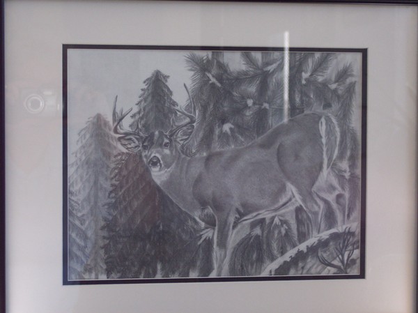 Whitetail Deer
