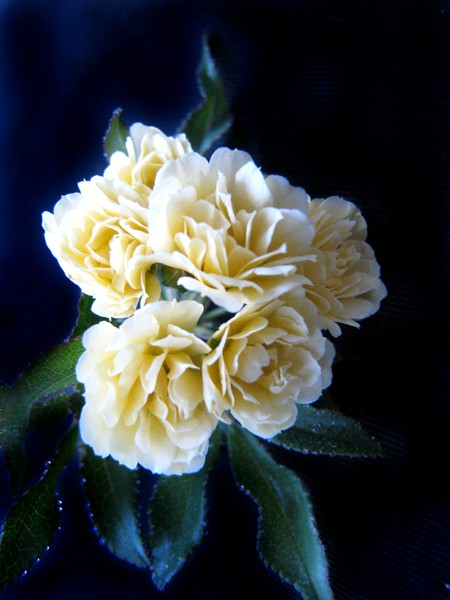 yard flowers