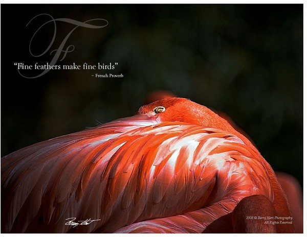 Fine Feathers