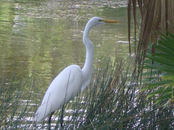 egret