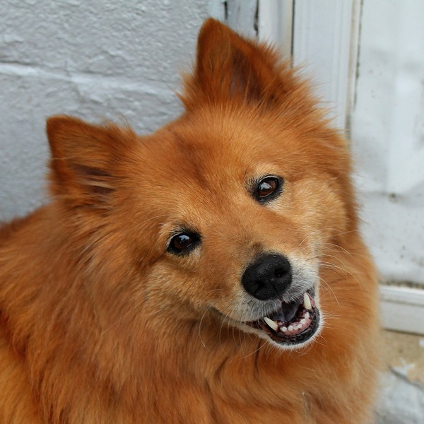 Happy Dog 2