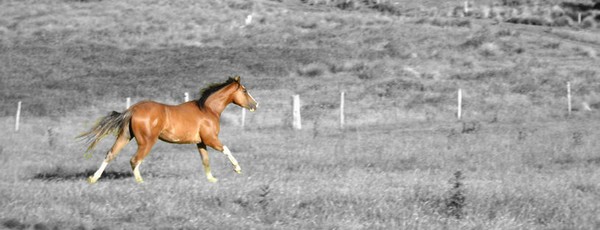 Running Free