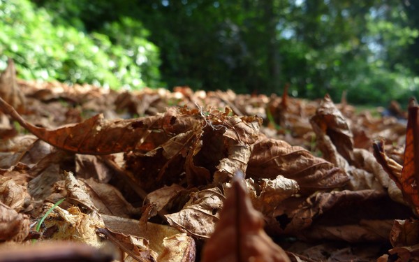 Autumn Days
