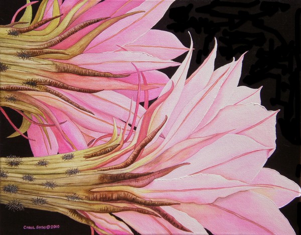Easter Lily Cactus Flowers