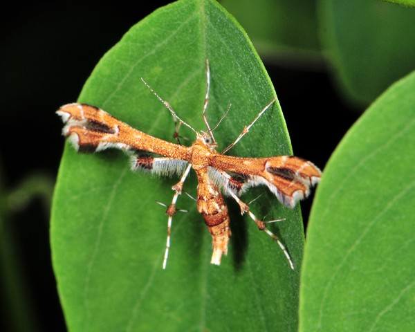 Moth Fly?