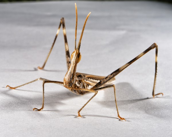 Cone Headed Grasshopper