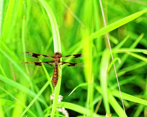 Dragonfly at rest...