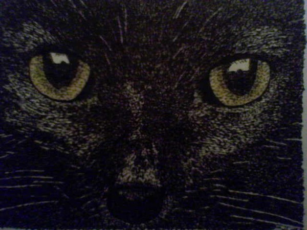 black cat