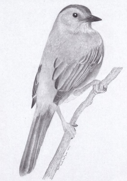 Gray Catbird