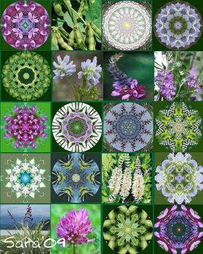 Herb Mandalas