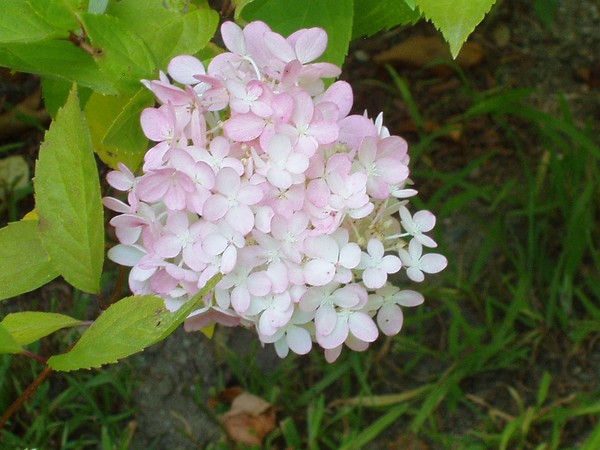 another flower